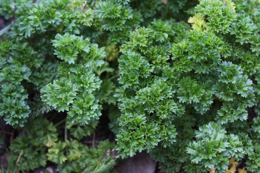 The picture shows parsley field in the garden