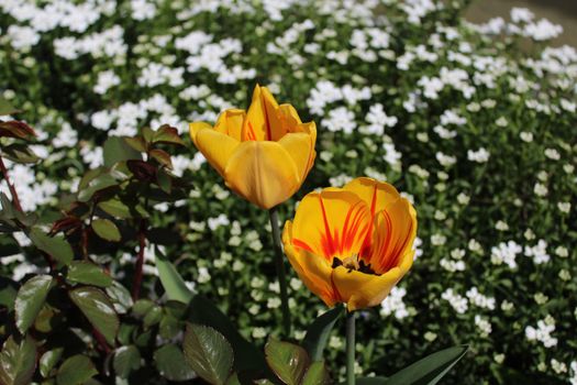 The picture shows yellow tulips and sweet alyssum