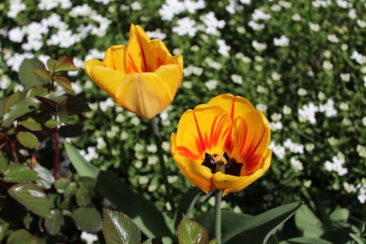 The picture shows yellow tulips and sweet alyssum