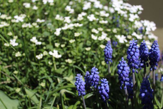 The picture shows grape hyacinth and sweet alyssum in the garden