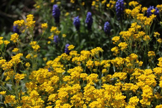 The picture shows a grape hyacinth and sweet alyssum in the garden