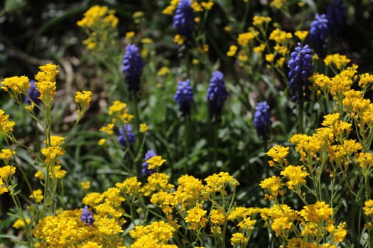 The picture shows a grape hyacinth and sweet alyssum in the garden