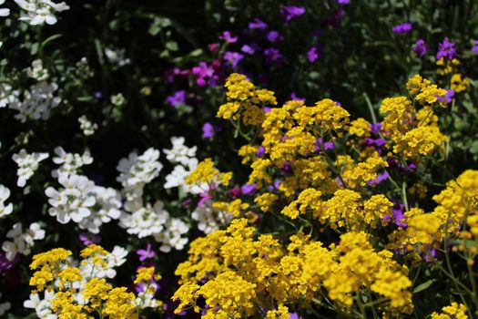 The picture shows sweet alyssum in the spring