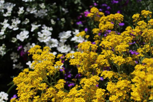 The picture shows sweet alyssum in the spring