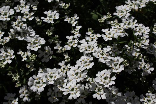 The picture shows sweet alyssum in the spring