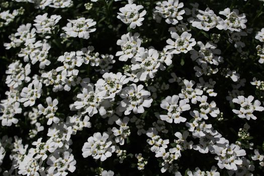 The picture shows sweet alyssum in the spring