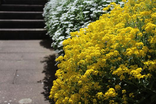 The picture shows sweet alyssum in the spring