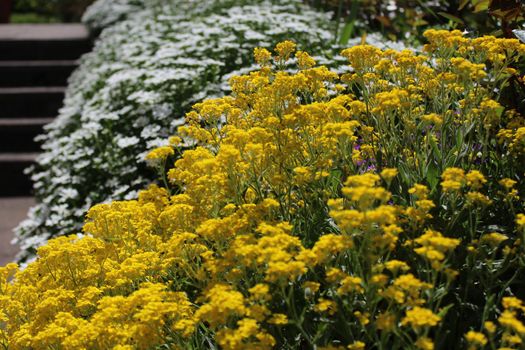 The picture shows sweet alyssum in the spring