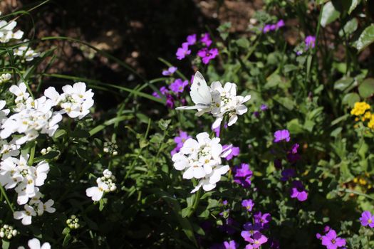 The picture shows sweet alyssum in the spring