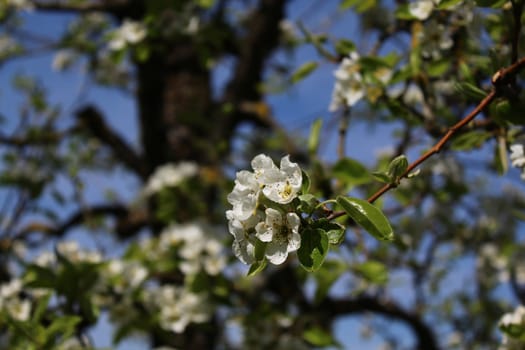 The picture shows blossoms of a pear tree