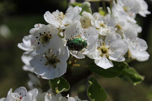 The picture shows rose chafer in pear blossoms