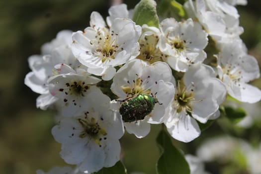 The picture shows rose chafer in pear blossoms