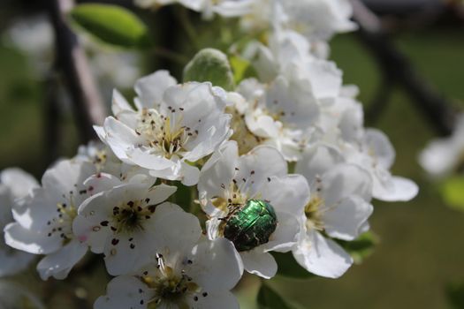 The picture shows rose chafer in pear blossoms