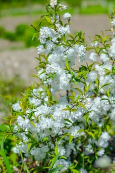 Delicate white flowers in spring cherry on blurred background. Soft focus, spring nature.