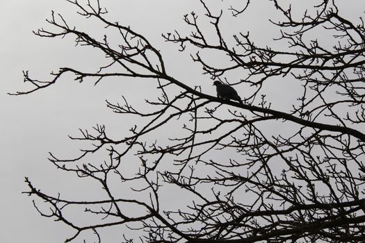 The picture shows a dove on a tree