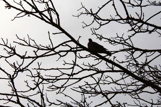 The picture shows dove on a tree