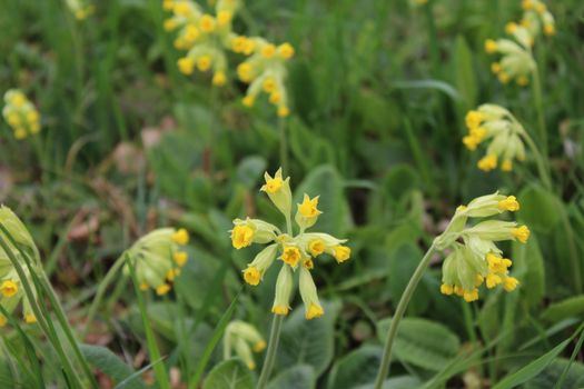 The picture shows a field of cowslips