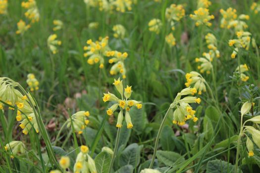 The picture shows a field of cowslips