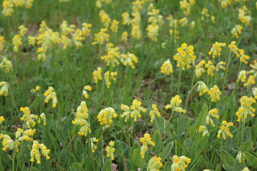 The picture shows a field of cowslips