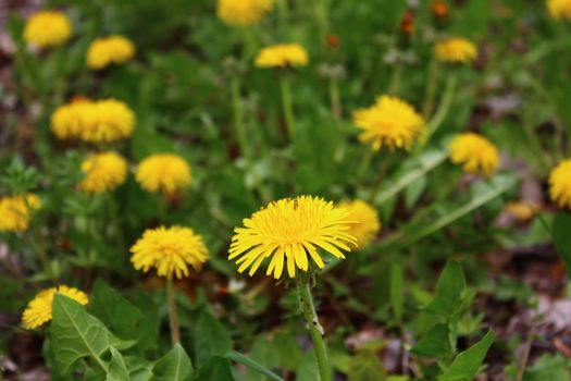 The picture shows a dandelion in the garden