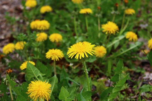 The picture shows a dandelion in the garden