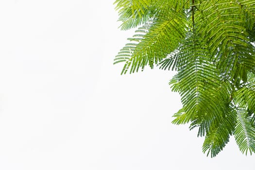 Green Leaf On The Branches Isolate On White Background.