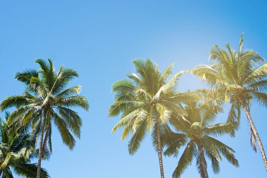 Coconut Palm Trees, Beautiful Tropical Background, Summer Concept.