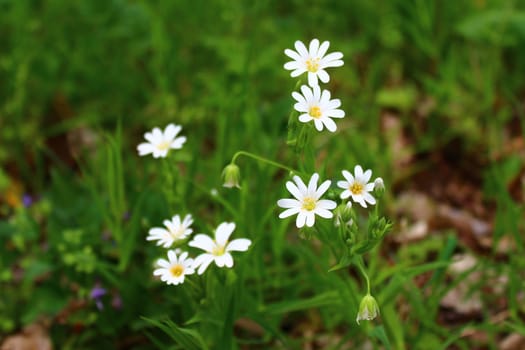 The picture shows a field with white flowers