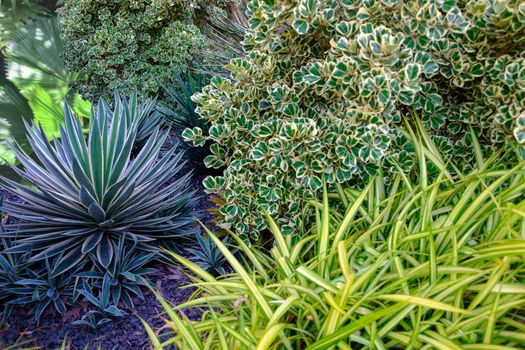 Beautiful landscape of exotic tropical garden with leaves of Chlorophytum comosum, agava and Ficus deltoidea, Tropical nature, summer travel concept. 