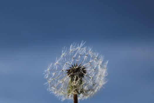 The picture shows dandelion in front of the blue sky