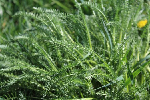 The picture shows a yarrow field on a meadow