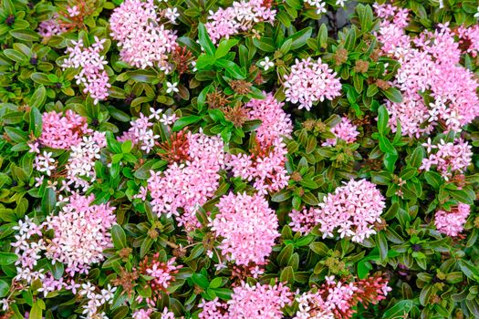 Pink flowers and green leaves of Rauvolfia serpentine closeup. Indian snake root (Rauvolfia Serpentina Benth) flowers top view. Nature backgroung. 