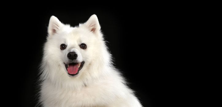 Spitz dog on a wooden plank before a black background with open mouth