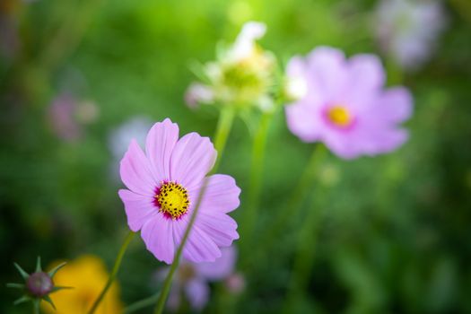  Beautiful Cosmos flowers in garden. Nature background.