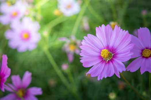  Beautiful Cosmos flowers in garden. Nature background.