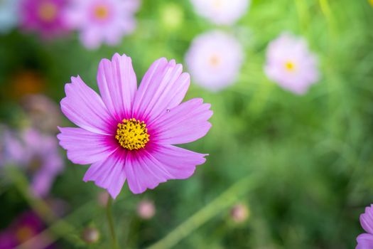  Beautiful Cosmos flowers in garden. Nature background.
