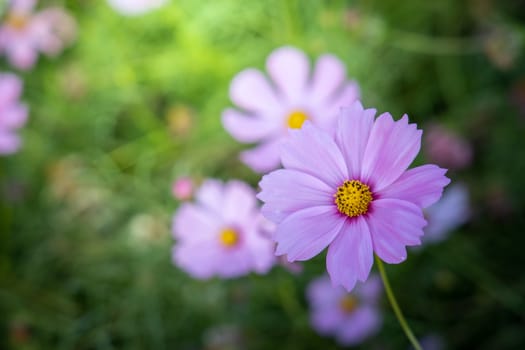  Beautiful Cosmos flowers in garden. Nature background.