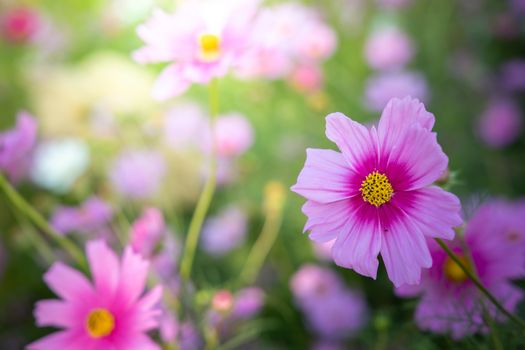  Beautiful Cosmos flowers in garden. Nature background.
