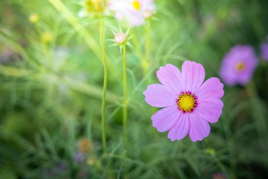  Beautiful Cosmos flowers in garden. Nature background.