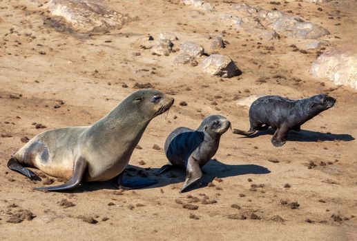 mother with two babies of brown fur seal go to the sea in Cape Cross, Namibia safari wildlife