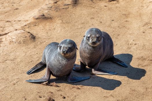 two young babies of brown fur seal in Cape Cross, Namibia safari wildlife