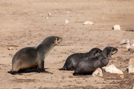 female with two babies go to the sea in Cape Cross, Namibia safari wildlife