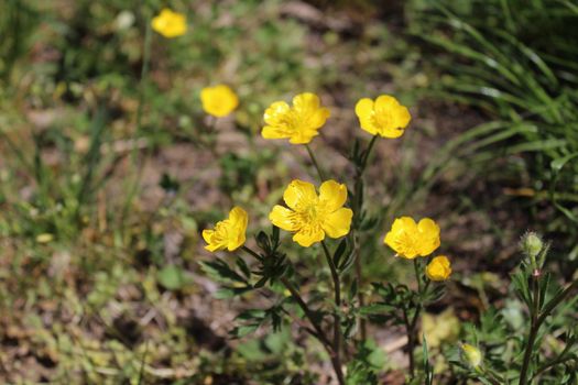 The picture shows a meadow with many buttercups