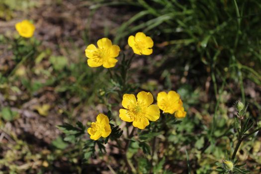 The picture shows a meadow with many buttercups