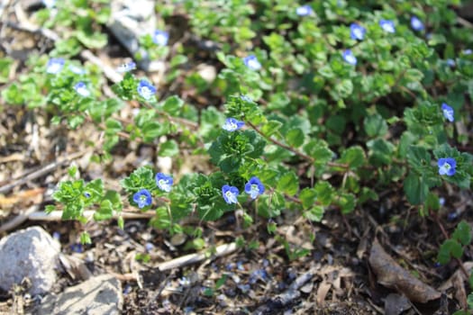 The picture shows a field of speedwell in the garden