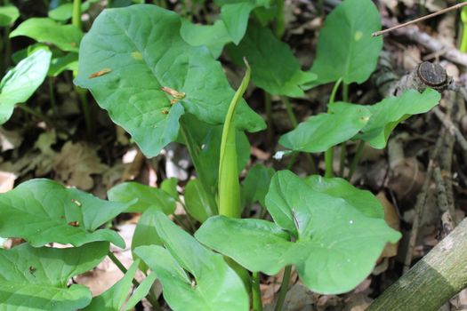 The picture shows common arum in the forest