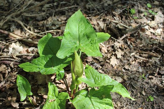 The picture shows common arum in the forest