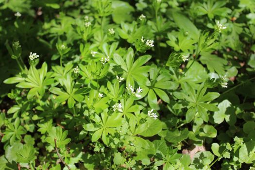 The picture shows a woodruff field in the forest