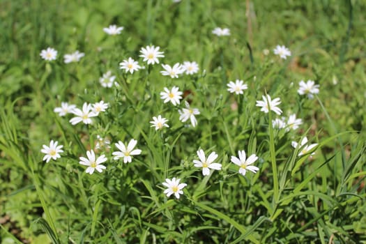 The picture shows a field with white flowers