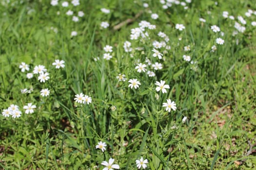 The picture shows a field with white flowers